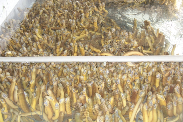 Gi&aacute; lươn giảm s&acirc;u tại Cần Thơ: 4 . 000 Tấn chưa ti&ecirc;u thụ g&acirc;y kh&oacute; khăn cho N&ocirc;ng d&acirc;n - Ảnh 2.