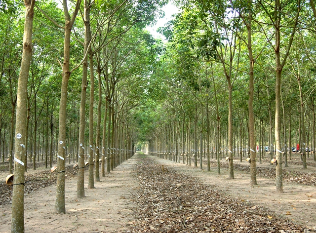 VRG quyết liệt thực hiện Nghị quyết 79 về ph&aacute;t triển kinh tế Nh&agrave; nước năm 2026 - Ảnh 6.