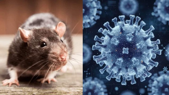 Virus Hanta lây bệnh thế nào, người nuôi chuột cảnh cần lưu ý gì?