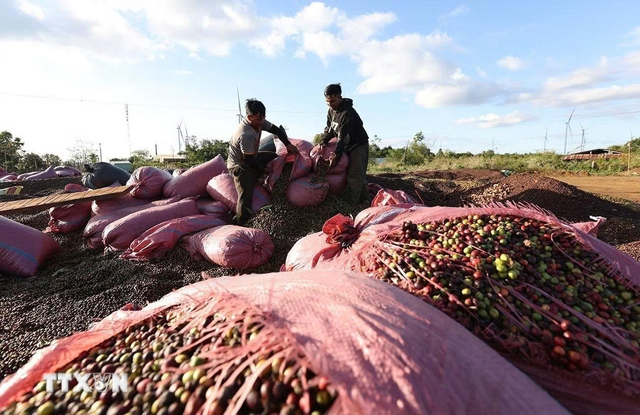 Liên kết hay đơn độc: Lựa chọn "sống còn" của người trồng cà phê Việt - Ảnh 1.