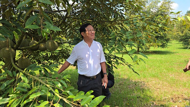 Cận cảnh vườn sầu riêng Black Thorn siêu đắt ở TP HCM năm 2026 - Ảnh 4. Cận cảnh vườn sầu riêng Black Thorn siêu đắt ở TP HCM năm 2026 - Ảnh 4.