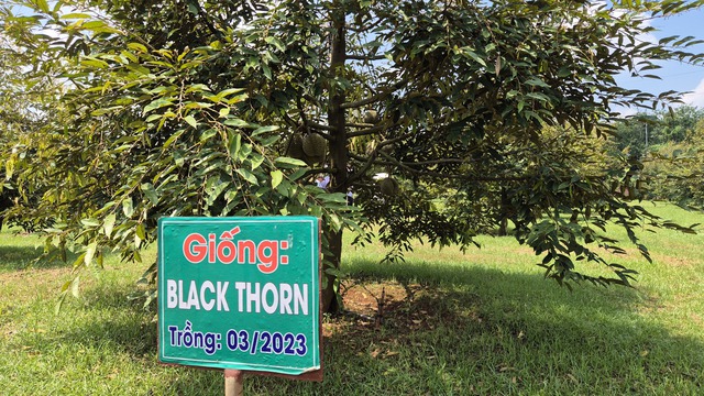 Cận cảnh vườn sầu riêng Black Thorn siêu đắt ở TP HCM năm 2026 - Ảnh 6. Cận cảnh vườn sầu riêng Black Thorn siêu đắt ở TP HCM năm 2026 - Ảnh 6.