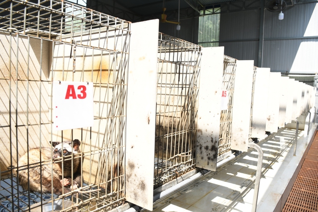 Kh&aacute;m ph&aacute; trang trại nu&ocirc;i chồn hương đặc biệt ở th&agrave;nh phố Đồng Nai  - Ảnh 1.