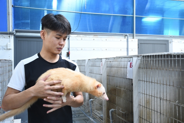 Kh&aacute;m ph&aacute; trang trại nu&ocirc;i chồn hương đặc biệt ở th&agrave;nh phố Đồng Nai  - Ảnh 7.