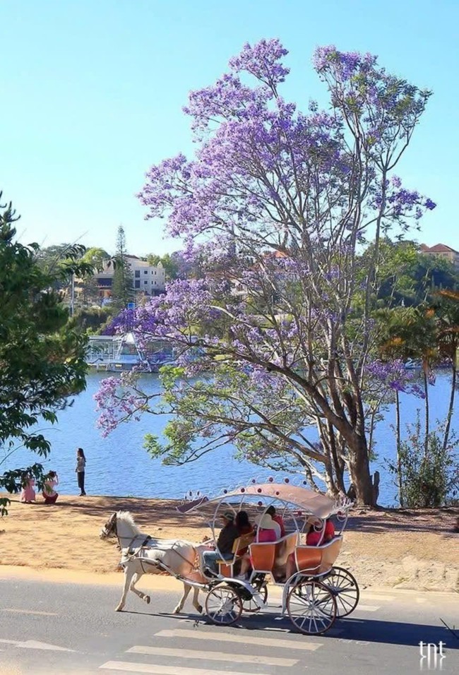 Ảnh hưởng bão số 13, cây phượng tím quý giá, đẹp nhất Đà Lạt bật gốc  - Ảnh 2.