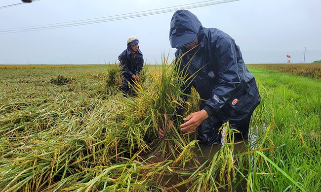 Quảng Bình: Hơn 1.600ha lúa và hoa màu ngập úng, đổ ngã sau mưa lớn- Ảnh 1. Quảng Bình: Hơn 1.600ha lúa và hoa màu ngập úng, đổ ngã sau mưa lớn- Ảnh 1.
