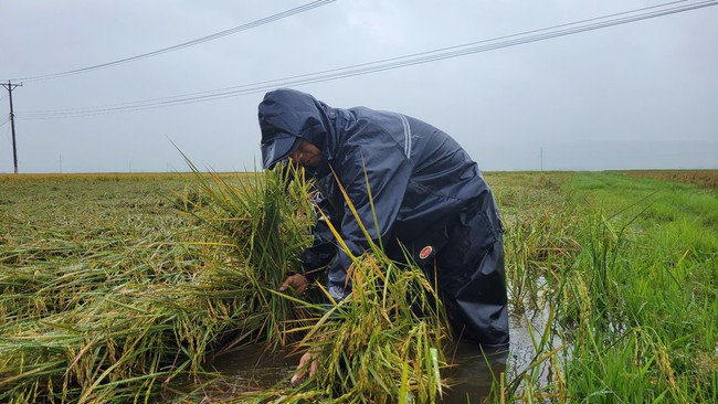 Quảng Bình: Hơn 1.600ha lúa và hoa màu ngập úng, đổ ngã sau mưa lớn- Ảnh 2. Quảng Bình: Hơn 1.600ha lúa và hoa màu ngập úng, đổ ngã sau mưa lớn- Ảnh 2.