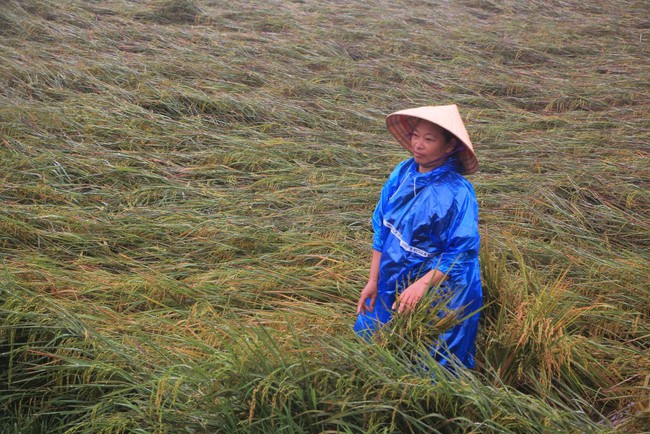 Quảng Bình: Hơn 1.600ha lúa và hoa màu ngập úng, đổ ngã sau mưa lớn- Ảnh 3. Quảng Bình: Hơn 1.600ha lúa và hoa màu ngập úng, đổ ngã sau mưa lớn- Ảnh 3.