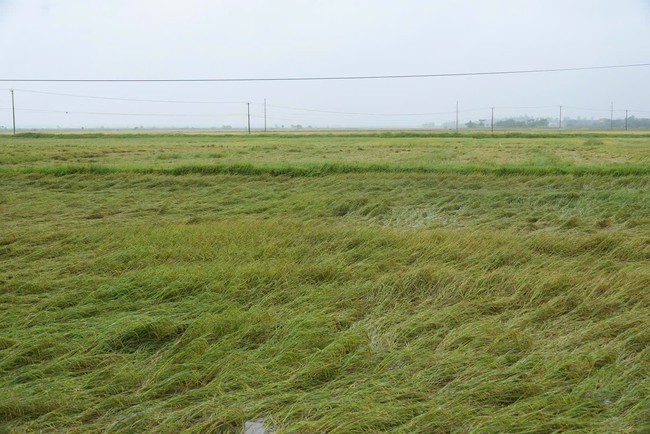 Quảng Bình: Hơn 1.600ha lúa và hoa màu ngập úng, đổ ngã sau mưa lớn- Ảnh 4. Quảng Bình: Hơn 1.600ha lúa và hoa màu ngập úng, đổ ngã sau mưa lớn- Ảnh 4.