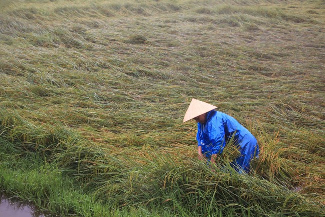 Quảng Bình: Hơn 1.600ha lúa và hoa màu ngập úng, đổ ngã sau mưa lớn- Ảnh 5. Quảng Bình: Hơn 1.600ha lúa và hoa màu ngập úng, đổ ngã sau mưa lớn- Ảnh 5.