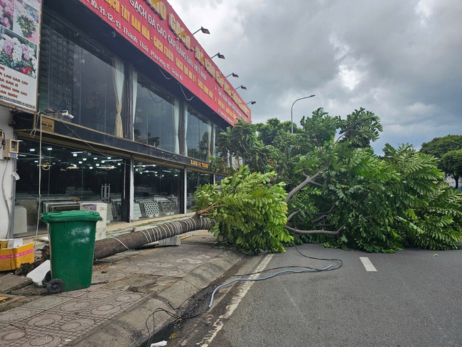 TP HCM: Cây xanh to bật gốc giữa trưa- Ảnh 1. TP HCM: Cây xanh to bật gốc giữa trưa- Ảnh 1.