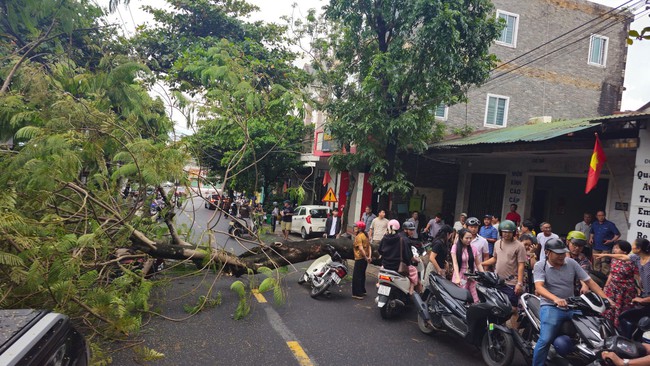 Cây xanh trên vỉa hè bật gốc, đè 2 xe máy đang lưu thông ở Quảng Trị - Ảnh 1. Cây xanh trên vỉa hè bật gốc, đè 2 xe máy đang lưu thông ở Quảng Trị - Ảnh 1.