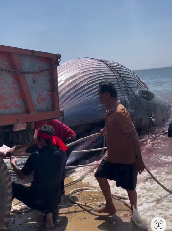 Phát hiện cá voi nặng gần 8 tấn lụy gần bờ, ngư dân hợp sức đưa vào chôn cất- Ảnh 3. Phát hiện cá voi nặng gần 8 tấn lụy gần bờ, ngư dân hợp sức đưa vào chôn cất- Ảnh 3.