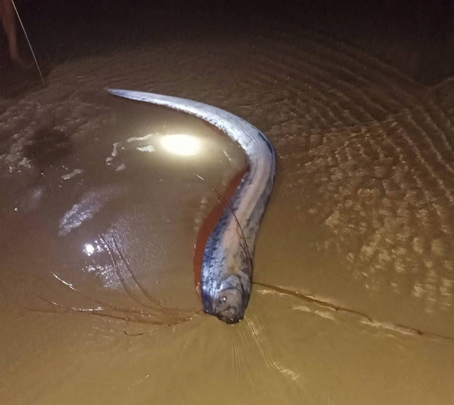 Hiện tượng hiếm: 4 c&aacute; m&aacute;i ch&egrave;o dạt bờ biển L&acirc;m Đồng trong v&agrave;i ng&agrave;y - Ảnh 1.