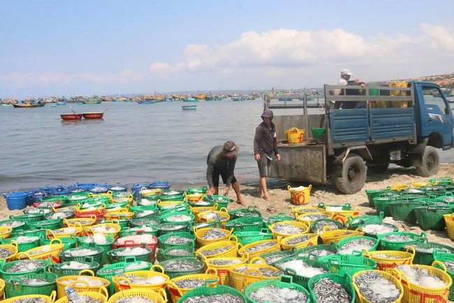 Biển Mũi N&eacute; rộn r&agrave;ng m&ugrave;a c&aacute; cơm  - Ảnh 5.