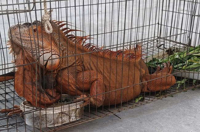 Tiếp nhận rồng Nam Mỹ do người dân giao nộp - Ảnh 1.