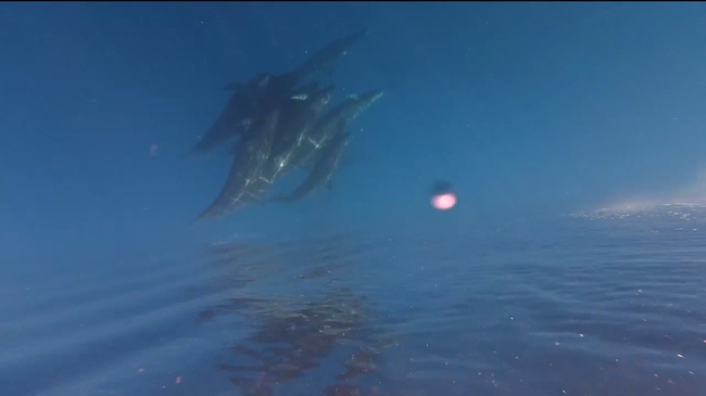 Đ&agrave;n c&aacute; voi cả trăm con tung m&igrave;nh giữa biển Ph&uacute; Qu&yacute; g&acirc;y th&iacute;ch th&uacute; - Ảnh 2.