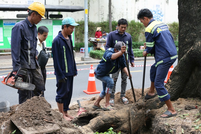 Sau nhiều sự cố, hàng loạt cây xanh lâu năm ở TP HCM bị cắt tỉa trơ trụi- Ảnh 6.