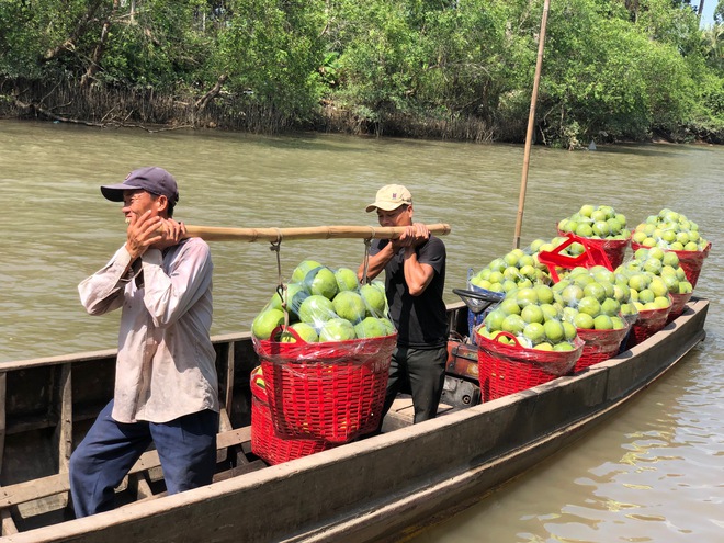 Những câu chuyện thú vị về bưởi Năm Roi, dừa sáp ở miền Tây- Ảnh 5.