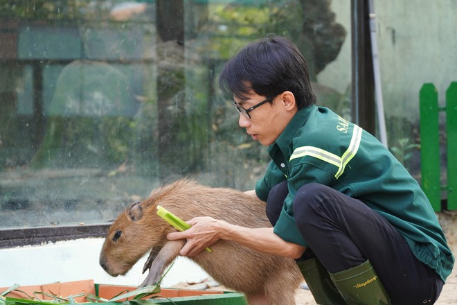 VIDEO: "Nựng" capybara ngoài đời thật tại Thảo Cầm Viên- Ảnh 6.