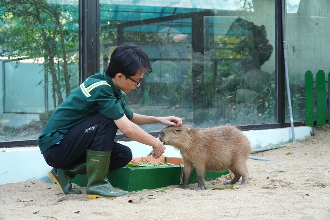 VIDEO: "Nựng" capybara ngoài đời thật tại Thảo Cầm Viên- Ảnh 5.