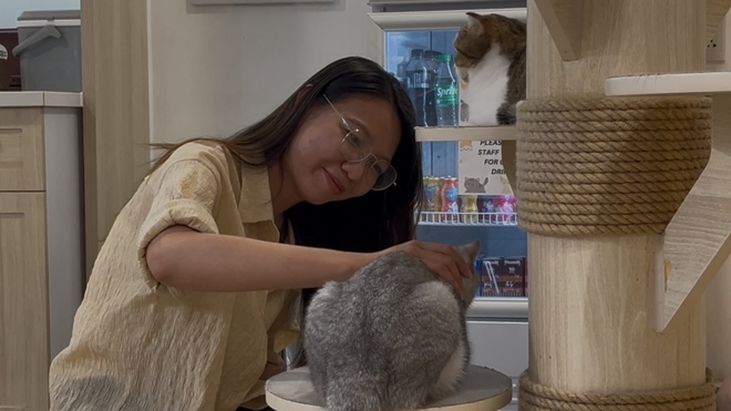 TP HCM triển khai quy định khai báo chó mèo tại quán cà phê thú cưng - Ảnh 2.