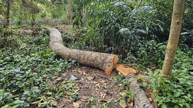 Cần Thơ: Bất thường quanh vụ đốn hạ cây xanh tại Khu văn hóa hồ Nước Ngọt - Ảnh 1. Cần Thơ: Bất thường quanh vụ đốn hạ cây xanh tại Khu văn hóa hồ Nước Ngọt - Ảnh 1.