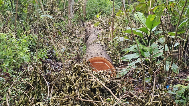 Cần Thơ: Bất thường quanh vụ đốn hạ cây xanh tại Khu văn hóa hồ Nước Ngọt - Ảnh 3. Cần Thơ: Bất thường quanh vụ đốn hạ cây xanh tại Khu văn hóa hồ Nước Ngọt - Ảnh 3.