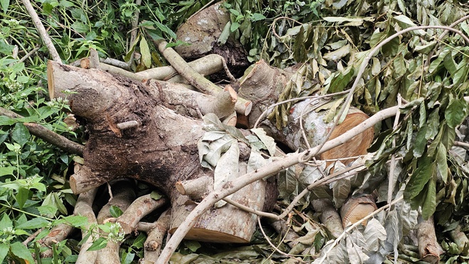 Cần Thơ: Bất thường quanh vụ đốn hạ cây xanh tại Khu văn hóa hồ Nước Ngọt - Ảnh 2. Cần Thơ: Bất thường quanh vụ đốn hạ cây xanh tại Khu văn hóa hồ Nước Ngọt - Ảnh 2.