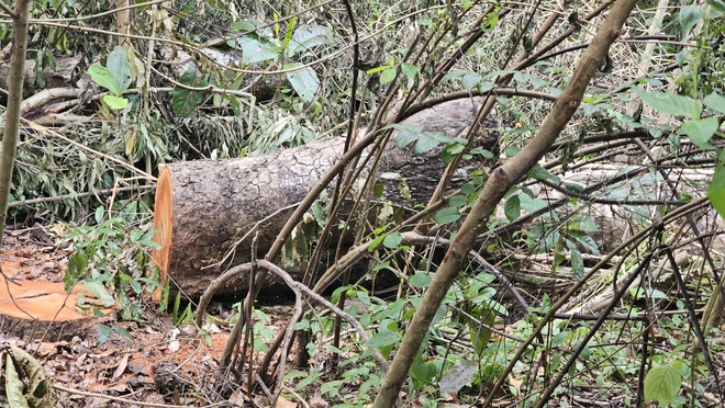 Cần Thơ: Bất thường quanh vụ đốn hạ cây xanh tại Khu văn hóa hồ Nước Ngọt - Ảnh 4. Cần Thơ: Bất thường quanh vụ đốn hạ cây xanh tại Khu văn hóa hồ Nước Ngọt - Ảnh 4.