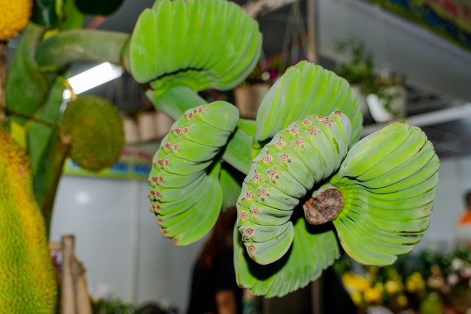 VIDEO: Bưởi tiến vua, na m&ugrave;i sầu ri&ecirc;ng, chuối b&agrave;n tay Phật gi&aacute; dưới 1 triệu &ldquo;đổ bộ&rdquo; TPHCM dịp Tết 2026 - Ảnh 6.