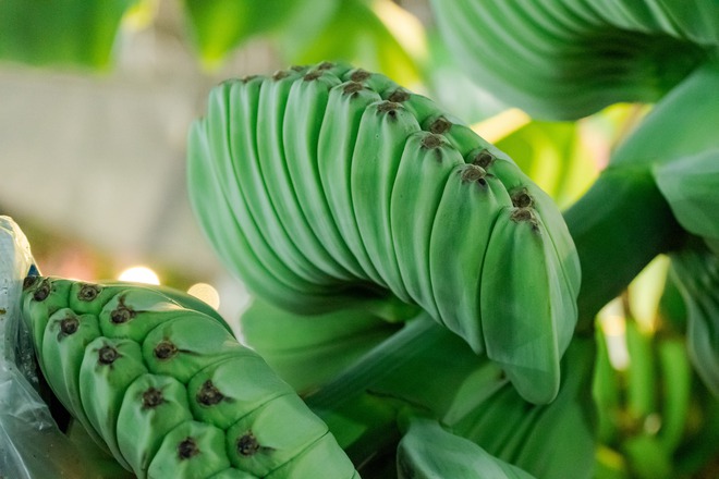 VIDEO: Bưởi tiến vua, na m&ugrave;i sầu ri&ecirc;ng, chuối b&agrave;n tay Phật gi&aacute; dưới 1 triệu &ldquo;đổ bộ&rdquo; TPHCM dịp Tết 2026 - Ảnh 5.