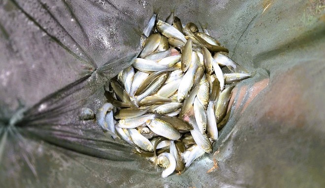 Mạng x&atilde; hội trong lan tỏa m&ocirc; h&igrave;nh tho&aacute;t ngh&egrave;o ở Thanh H&oacute;a - Ảnh 5.