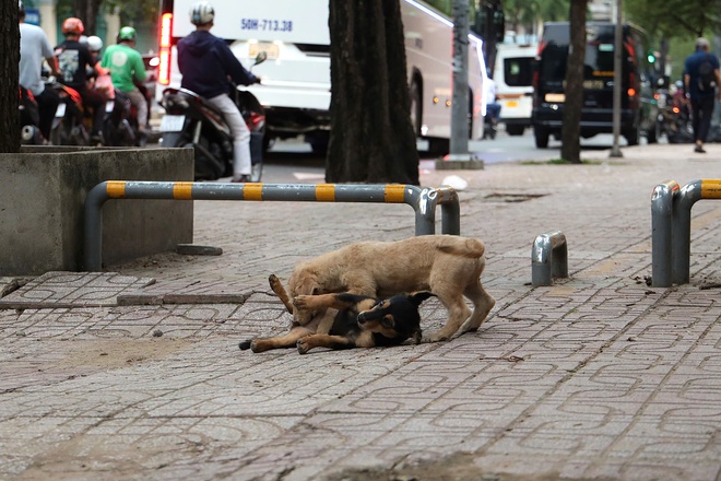Ch&oacute; thả r&ocirc;ng vẫn ung dung tr&ecirc;n nhiều tuyến đường sau khi &aacute;p dụng Nghị định 282/2025/NĐ-CP - Ảnh 13.