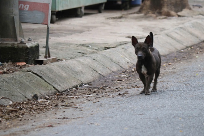 Ch&oacute; thả r&ocirc;ng vẫn ung dung tr&ecirc;n nhiều tuyến đường sau khi &aacute;p dụng Nghị định 282/2025/NĐ-CP - Ảnh 5.