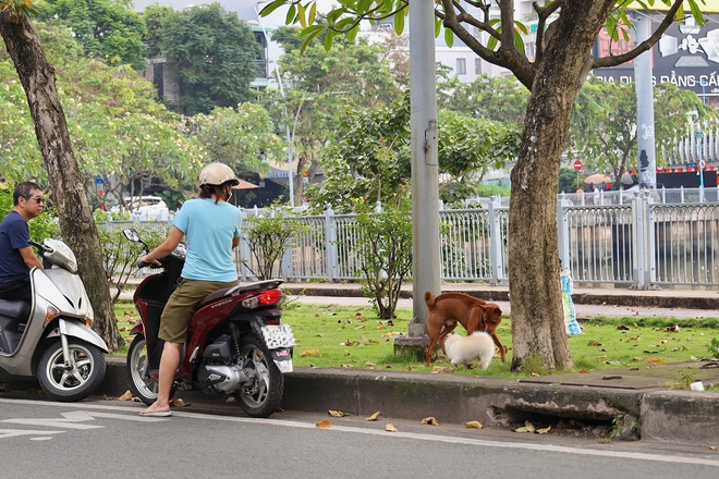 Ch&oacute; thả r&ocirc;ng vẫn ung dung tr&ecirc;n nhiều tuyến đường sau khi &aacute;p dụng Nghị định 282/2025/NĐ-CP - Ảnh 10.