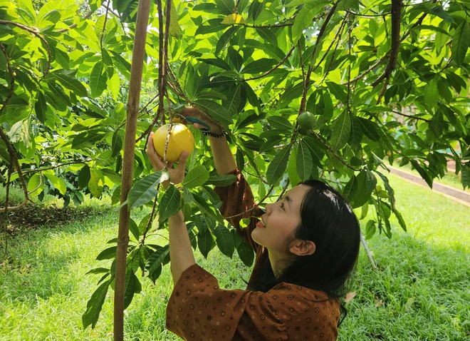 Đua nhau tới vườn trái cây độc lạ ngay tại TP HCM- Ảnh 7.