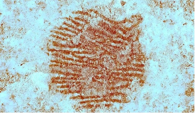 Bí ẩn dấu vân tay đỏ và “chân dung tự họa” của người khác loài - Ảnh 1.