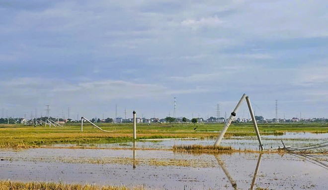 Cột điện đường dây 22 kV gãy đổ như "ngả rạ" sau mưa dông ở Thanh Hóa- Ảnh 4. Cột điện đường dây 22 kV gãy đổ như "ngả rạ" sau mưa dông ở Thanh Hóa- Ảnh 4.