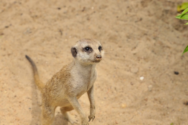 Lạc vào thế giới của Capybara, Meerkat và những “tân binh” siêu dễ thương tại Thảo Cầm Viên- Ảnh 3. Lạc vào thế giới của Capybara, Meerkat và những “tân binh” siêu dễ thương tại Thảo Cầm Viên- Ảnh 3.