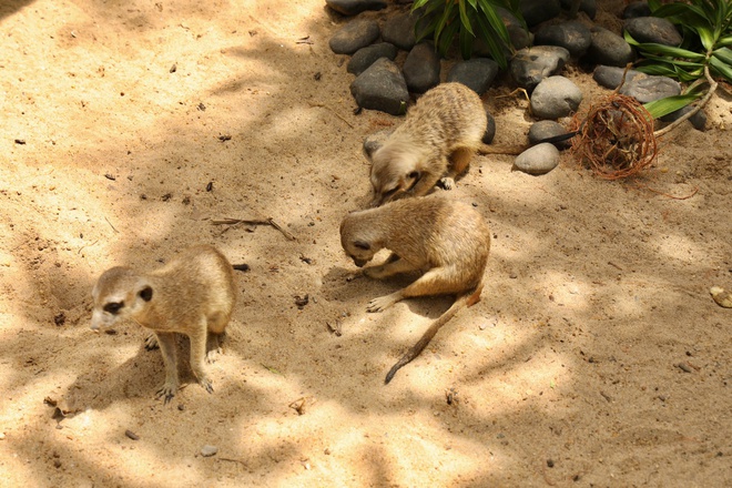 Lạc vào thế giới của Capybara, Meerkat và những “tân binh” siêu dễ thương tại Thảo Cầm Viên- Ảnh 5. Lạc vào thế giới của Capybara, Meerkat và những “tân binh” siêu dễ thương tại Thảo Cầm Viên- Ảnh 5.