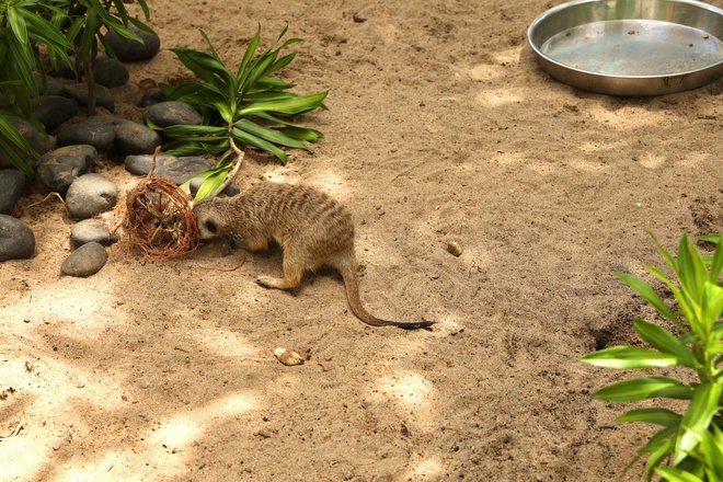 Lạc vào thế giới của Capybara, Meerkat và những “tân binh” siêu dễ thương tại Thảo Cầm Viên- Ảnh 4. Lạc vào thế giới của Capybara, Meerkat và những “tân binh” siêu dễ thương tại Thảo Cầm Viên- Ảnh 4.