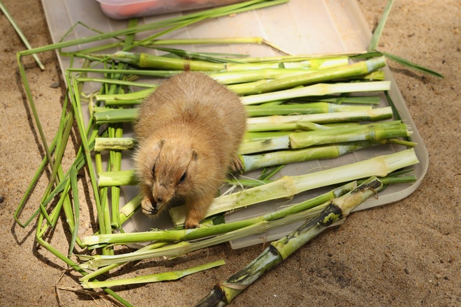 Lạc vào thế giới của Capybara, Meerkat và những “tân binh” siêu dễ thương tại Thảo Cầm Viên- Ảnh 7. Lạc vào thế giới của Capybara, Meerkat và những “tân binh” siêu dễ thương tại Thảo Cầm Viên- Ảnh 7.