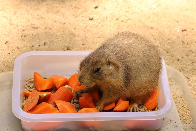 Lạc vào thế giới của Capybara, Meerkat và những “tân binh” siêu dễ thương tại Thảo Cầm Viên- Ảnh 8. Lạc vào thế giới của Capybara, Meerkat và những “tân binh” siêu dễ thương tại Thảo Cầm Viên- Ảnh 8.