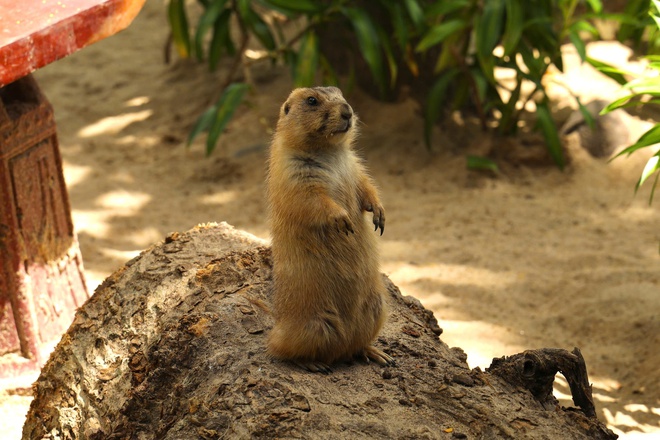 Lạc vào thế giới của Capybara, Meerkat và những “tân binh” siêu dễ thương tại Thảo Cầm Viên- Ảnh 6. Lạc vào thế giới của Capybara, Meerkat và những “tân binh” siêu dễ thương tại Thảo Cầm Viên- Ảnh 6.