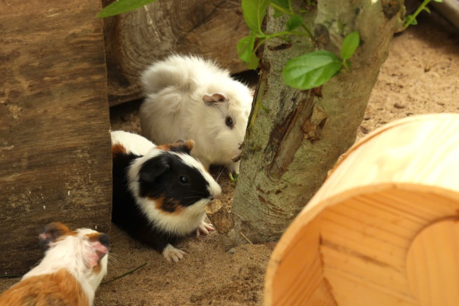 Lạc vào thế giới của Capybara, Meerkat và những “tân binh” siêu dễ thương tại Thảo Cầm Viên- Ảnh 10. Lạc vào thế giới của Capybara, Meerkat và những “tân binh” siêu dễ thương tại Thảo Cầm Viên- Ảnh 10.