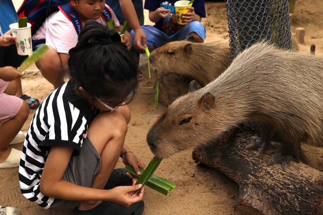 Lạc vào thế giới của Capybara, Meerkat và những “tân binh” siêu dễ thương tại Thảo Cầm Viên- Ảnh 11. Lạc vào thế giới của Capybara, Meerkat và những “tân binh” siêu dễ thương tại Thảo Cầm Viên- Ảnh 11.