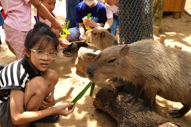 Lạc vào thế giới của Capybara, Meerkat và những “tân binh” siêu dễ thương tại Thảo Cầm Viên- Ảnh 14. Lạc vào thế giới của Capybara, Meerkat và những “tân binh” siêu dễ thương tại Thảo Cầm Viên- Ảnh 14.
