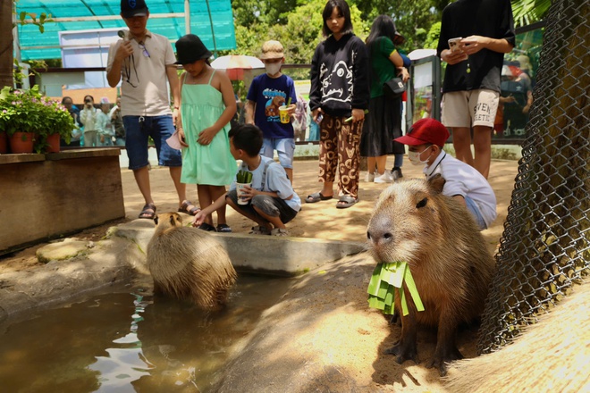 Lạc vào thế giới của Capybara, Meerkat và những “tân binh” siêu dễ thương tại Thảo Cầm Viên- Ảnh 12. Lạc vào thế giới của Capybara, Meerkat và những “tân binh” siêu dễ thương tại Thảo Cầm Viên- Ảnh 12.