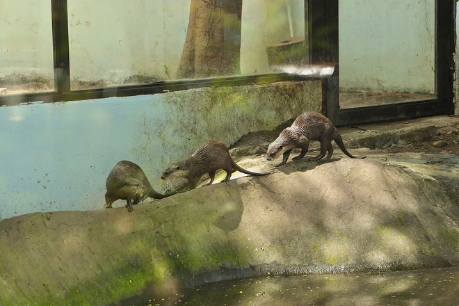Lạc vào thế giới của Capybara, Meerkat và những “tân binh” siêu dễ thương tại Thảo Cầm Viên- Ảnh 16. Lạc vào thế giới của Capybara, Meerkat và những “tân binh” siêu dễ thương tại Thảo Cầm Viên- Ảnh 16.